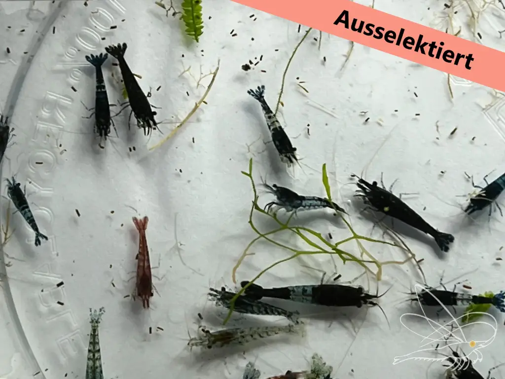 ausselektierte Neocaridina Mischer