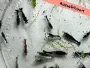 ausselektierte Neocaridina Mischer
