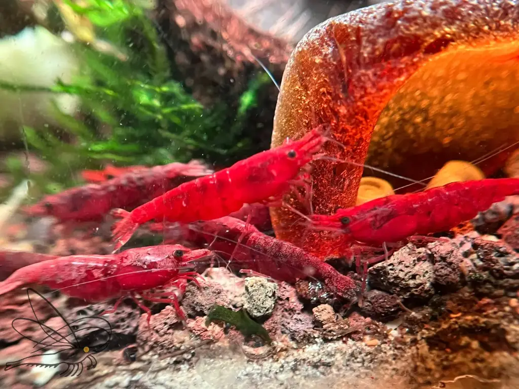 Neocaridina Red Sakura sp. Kanoko