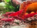 Neocaridina Red Sakura sp. Kanoko