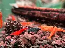 Neocaridina Koi Sunburst