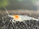 Neocaridina White Pearl