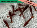 Ausselektierte Neocaridina Red Sakura sp. Kanoko
