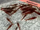 Ausselektierte Neocaridina Red Sakura sp. Kanoko low Grade