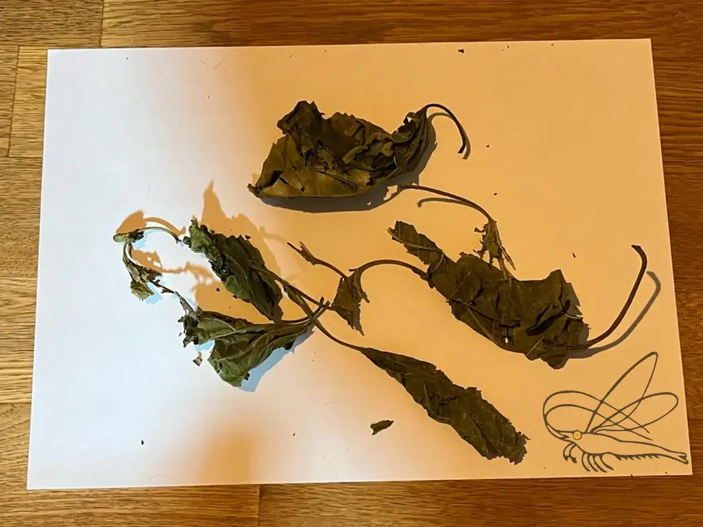 grüne Maulbeerblätter große Mengen ab 5g (Mengenrabatte)