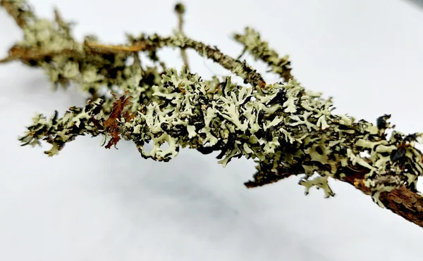 Flechtenzweige Knabberzweige