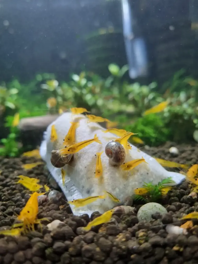 P.Shimp Puzzo The Beginning express Bag