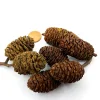 JUMBO Erlenzapfen 10g (Mengenrabatte)