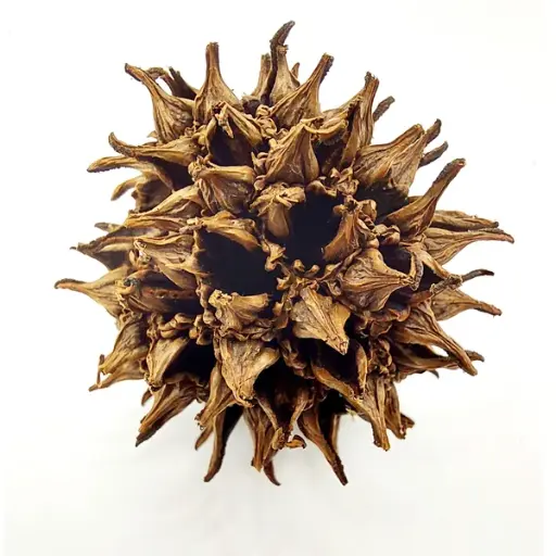 Amberbaum Zapfen, ca. 2 - 4 cm Shrimp Shelter (Mengenrabatte)