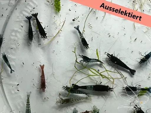ausselektierte Neocaridina Mischer
