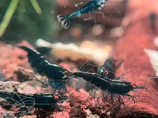 Neocaridina Black Sapphire OE