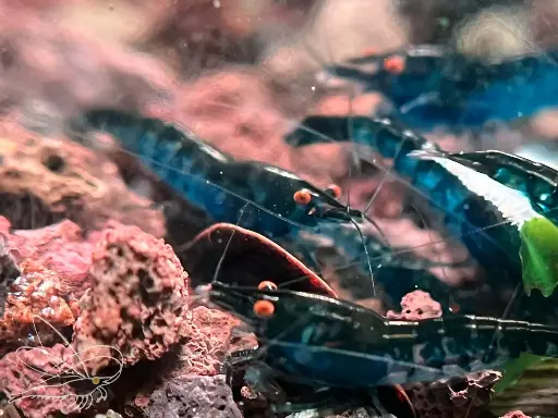 Neocaridina Blue Zebra OE