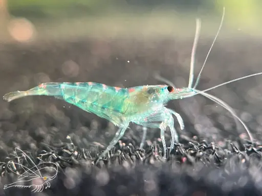 Neocaridina Opal Jelly