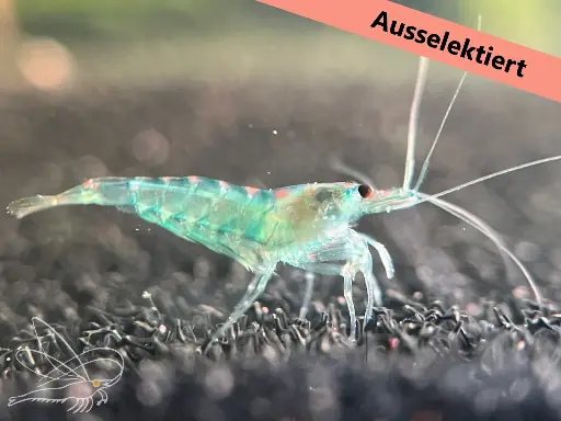 Neocaridina Blue Jelly (ausselektierte Opal Jelly)