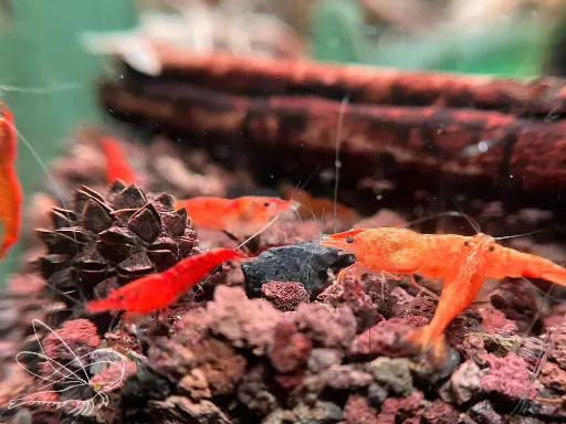 Neocaridina Koi Sunburst