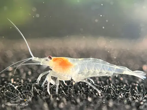 Neocaridina White Pearl