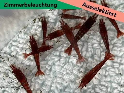 Ausselektierte Neocaridina Red Sakura sp. Kanoko