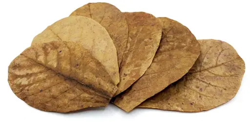 Seemandelbaumblätter - SMBB - Nano 5 - 10 cm (Mengenrabatte)