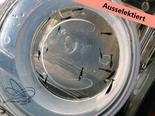 ausselektierte Neocaridina OE Mischer