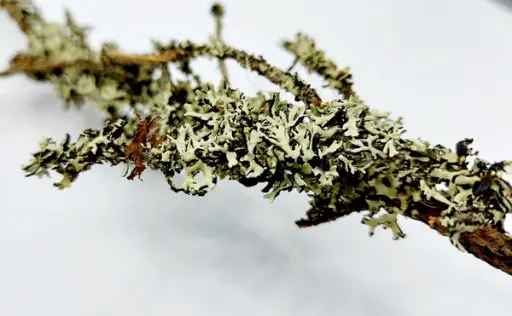 Flechtenzweige Knabberzweige