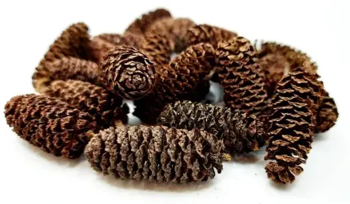 Birkenzapfen 10g (Mengenrabatte)